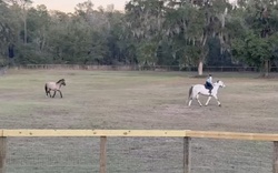 CMS Levantos Dutch Warmblood Hunter photo 4