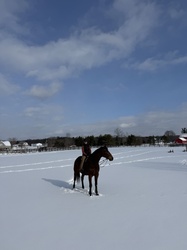 Al Dente Warmblood Hunter photo 6