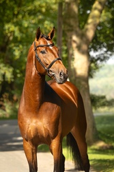 Pepin Dutch Warmblood Jumper photo 2