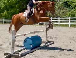 Desmond Warmblood Jumper photo 3