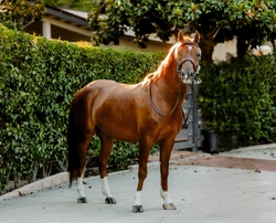 Lovestruck Welsh Pony Hunter photo 5
