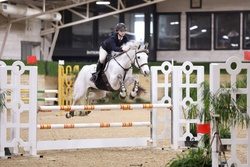 Karma B Dutch Warmblood Jumper photo 2