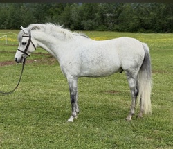 Val Welsh Cross Hunter photo 3