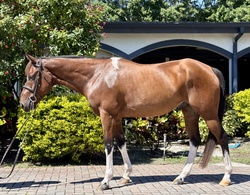 Pedro Other Breed Hunter photo 6