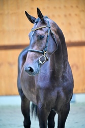 Tialitha Warmblood Jumper photo 4