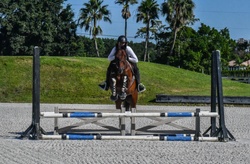 Pedro Other Breed Hunter photo 5