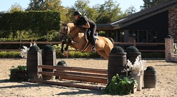 Anjershof Rishi Crossbred Hunter photo 3