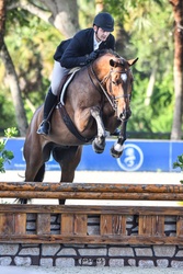 Crush Swedish Warmblood Hunter photo 2