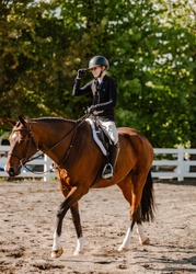 Happy Days Dutch Warmblood Hunter photo 5