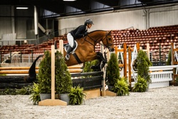 Colman’s Loverboy Oldenburg Hunter photo 1