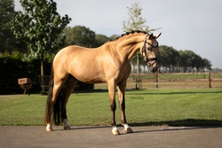 Anjershof Rishi Crossbred Hunter photo 2