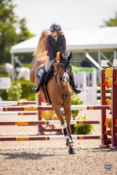 Sunny Belgian Warmblood Jumper photo 10