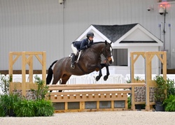 CMS Banter Warmblood Hunter photo 2