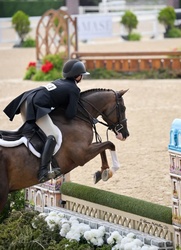 Acorn Welsh Cross Hunter photo 3