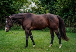 Oscar Appendix Hunter photo 7
