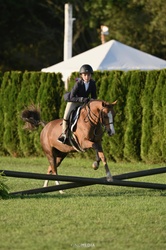 Midas Touch Welsh Cross Equitation photo 1