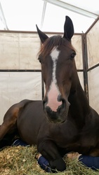 Magnus Zanzibar Warmblood Jumper photo 7