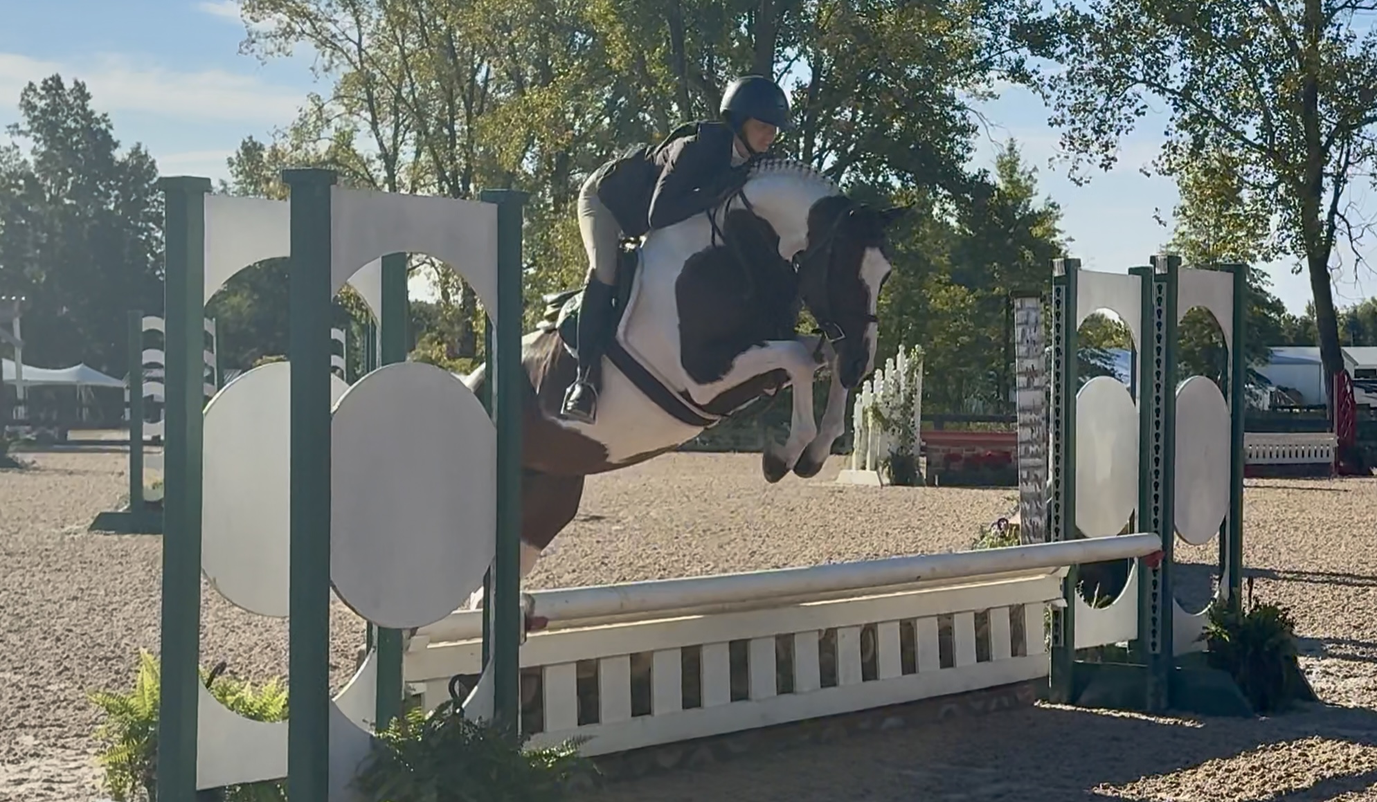 2017 15.3 hand Westphalian Mare BIGEQ +