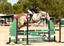 Kermit Irish Sport Horse Hunter photo 5