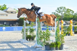 Gold Link German Warmblood Jumper photo 2