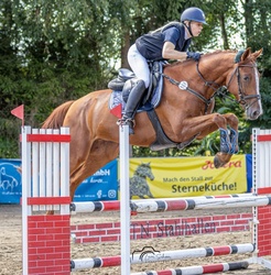 San Sebastian German Warmblood Hunter photo 1