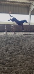 For Love Canadian Warmblood Jumper photo 2