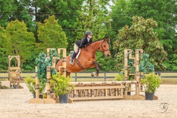 Make It Rain Dutch Warmblood Hunter photo 5