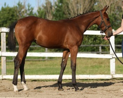 Oro Fiera QTM Westphalian Jumper photo 3