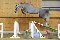 Tissot Z Zangersheide Equitation photo 4