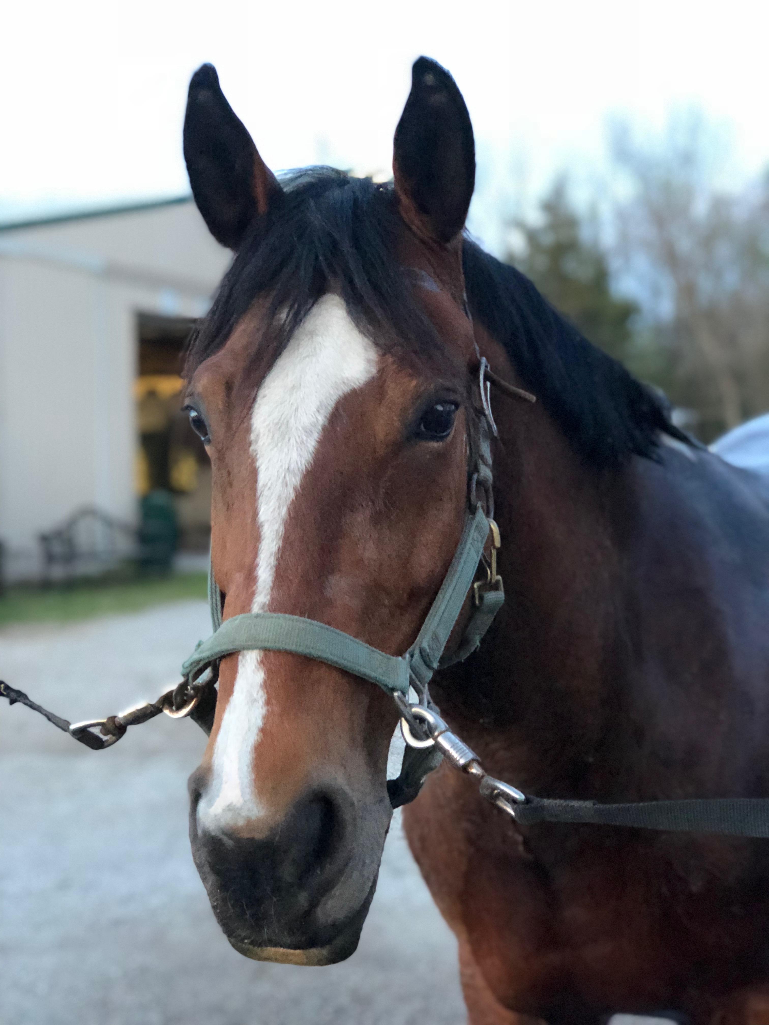 Delta’s Holistar Quarter Horse Jumper