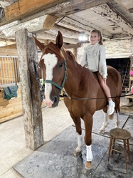 Sunny Belgian Warmblood Jumper photo 6