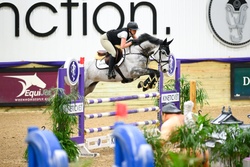 Chalido Dutch Warmblood Jumper photo 2