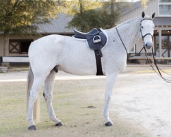 Cascade Hanoverian Equitation photo 1