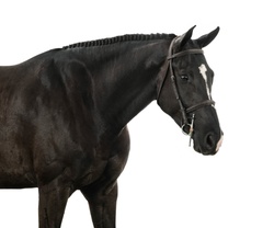 Suites Me Belgian Warmblood Hunter photo 2