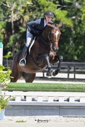 Tremendous Hanoverian Hunter photo 3