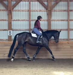 RS Sabrina W Canadian Warmblood Equitation photo 2
