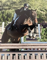 Nithard VW Belgian Warmblood Equitation photo 4