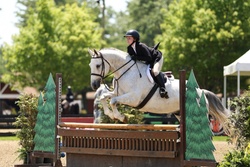 New Years GA Dutch Warmblood Hunter photo 2