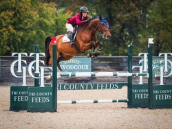 VDL Ironic Dutch Warmblood Jumper photo 8