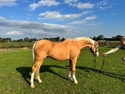 Prince Jr. Welsh Pony Hunter photo 1