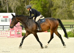 CMS Lowkey Holsteiner Equitation photo 8