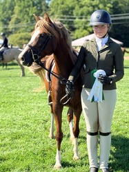 Golden Dream PF German Riding Pony Hunter photo 6