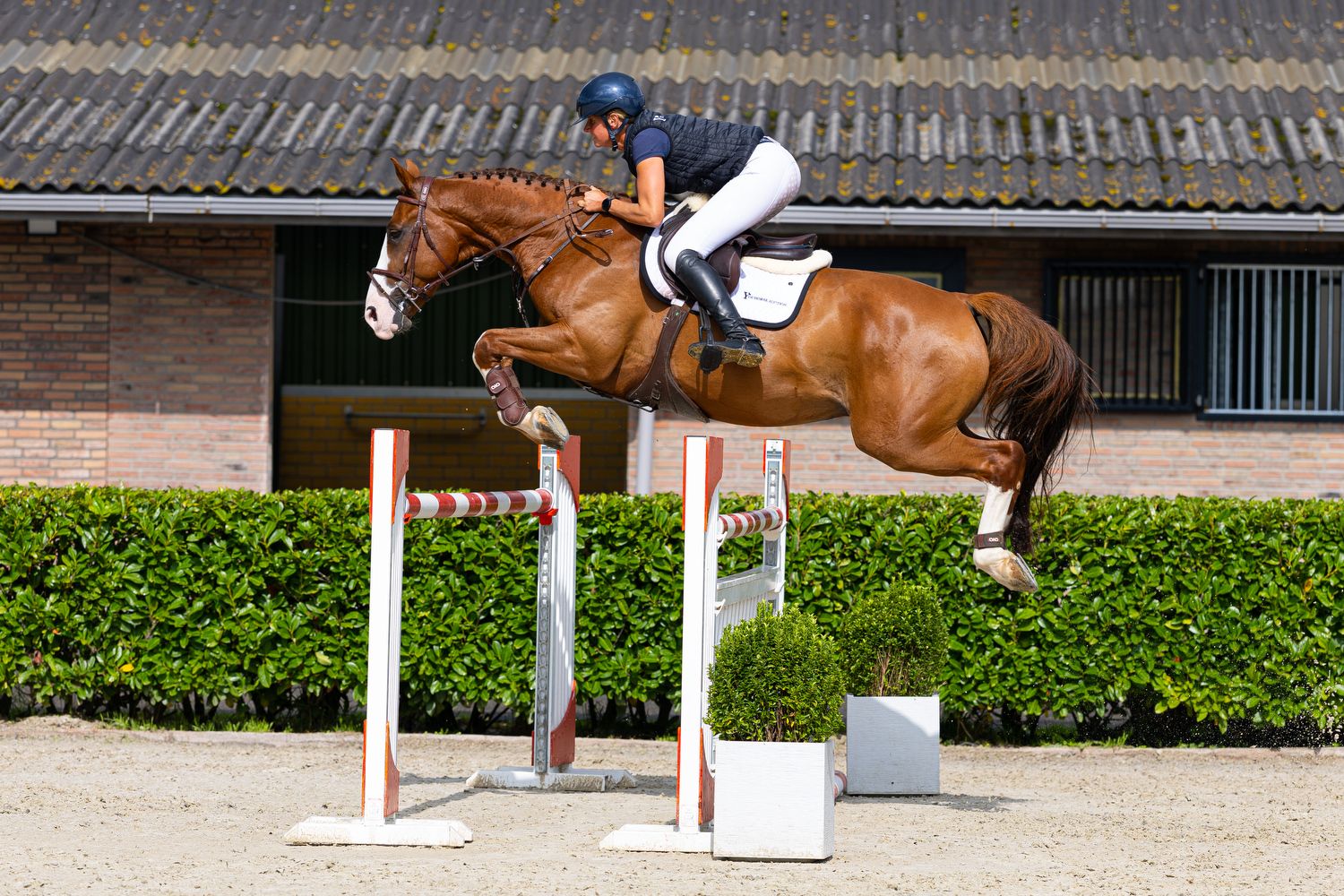 Jerico des Forets
