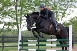Cinca de Maya MSH Warmblood Jumper photo 1