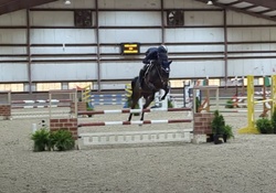 Balou Other Breed Jumper photo 4