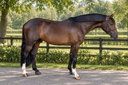 DORFKIND German Warmblood Hunter photo 1
