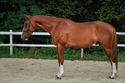 Pjotter Dutch Warmblood Jumper photo 1