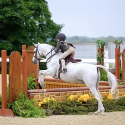 Romance German Riding Pony Hunter photo 6