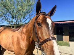 Billy Be Great Warmblood Hunter photo 4
