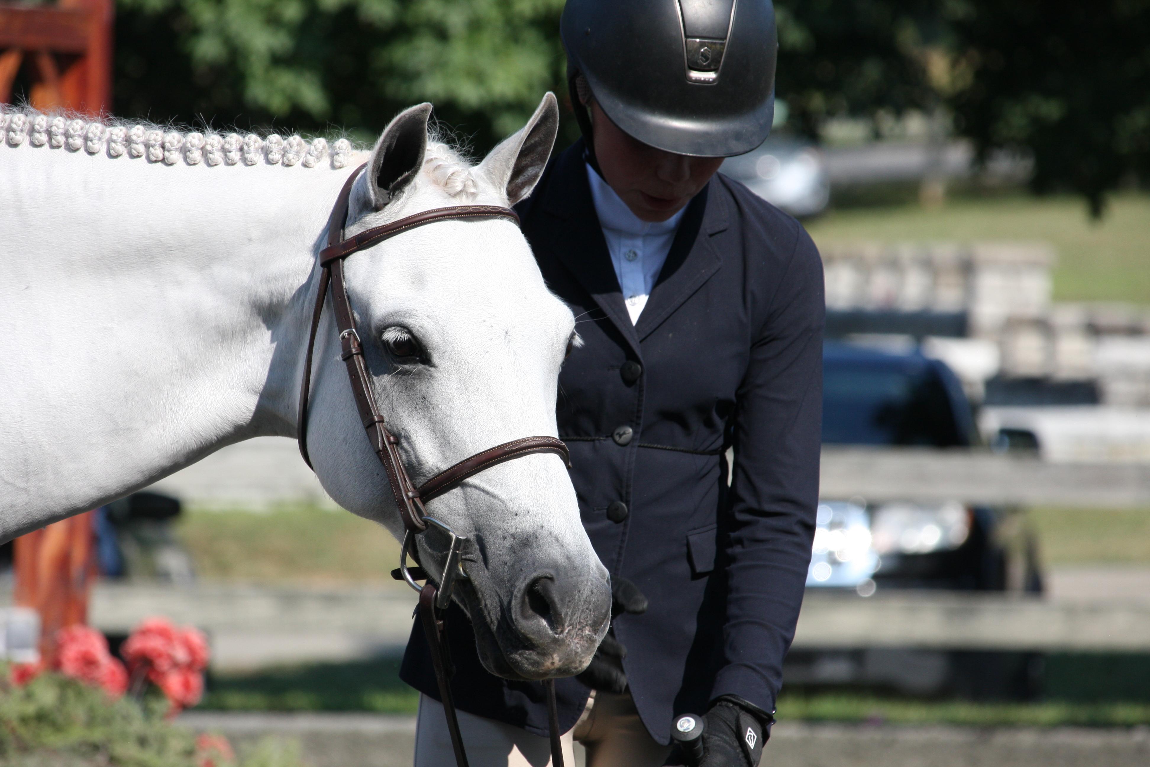 Farnley Marathon Welsh Pony Hunter